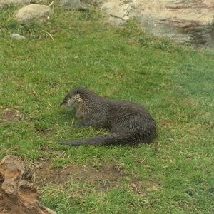 Meet your Posher, Audrey